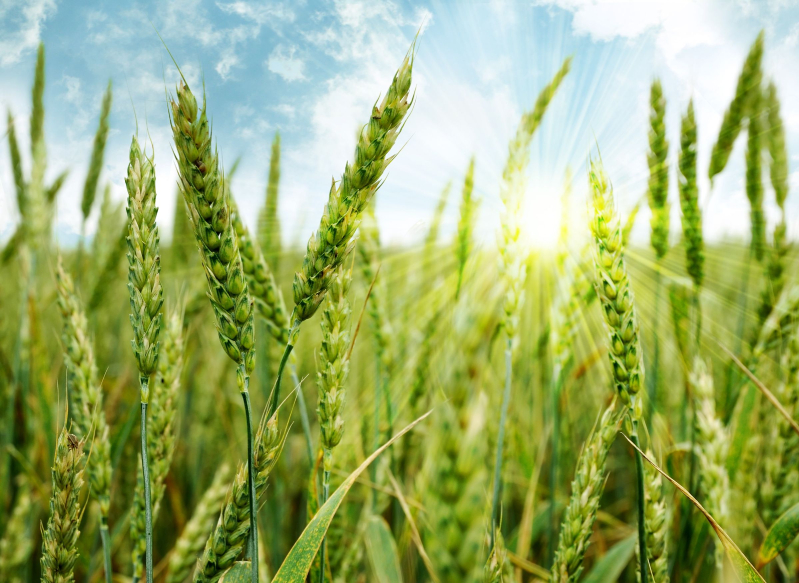 Agriculture & Farming